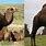 Camello vs Dromedario