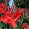 Canna Flowers/Plants