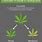 Cannabis and Marijuana