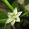 Capsicum Flower