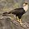 Caracara Cheriway