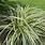 Carex Ornamental Grass