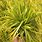 Carex Sedges Plants