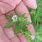 Carolina Geranium Weed