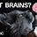Cat's Brain