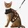 Cat Harness Pattern