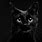 Cat On Black Background