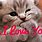 Cat Says I Love You