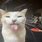Cat Sticking Its Tongue Out Meme