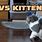 Cat vs Kitten