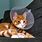 Cat with Cone On Head