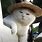 Cat with Straw Hat