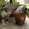 Catnip Plant for Cats