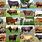 Cattle Breed of Cows