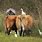 Cattle Egret On Cow