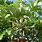 Cecropia Fruit Tree