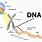 Cell Chromosome DNA Gene