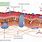 Cell Membrane Cross Section