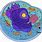Cell Organelles Drawing