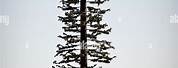 Cell Tower Disguised as Pine Tree