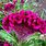 Celosia Mix