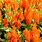 Celosia Orange