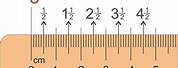 Centimeter Ruler with All Measurements Marked