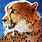 Cheetah Paint