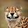 Cheetah Smile