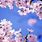 Cherry Blossom High Resolution