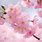 Cherry Blossom Images. Free