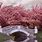 Cherry Blossom Tree Japan Wallpaper