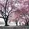 Cherry Blossom iPad Wallpaper