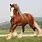 Chestnut Shire Horse