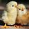 Chick Wallpaper