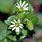 Chickweed Photos