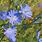 Chicory Root Flower