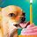 Chihuahua Birthday Wishes