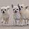 Chihuahua Dog Wallpaper