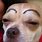 Chihuahua with Eyebrows Meme