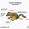 Chipmunk Anatomy