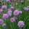 Chives Herb Plant
