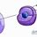 Chromatin Cell Diagram