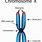 Chromosome Morphology