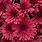 Chrysanthemum Aesthetic