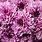 Chrysanthemum Wallpaper