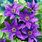 Clematis Images