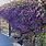 Climbing Lilac Vine