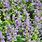 Clinopodium Nepeta