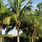 Cocos Nucifera Tree
